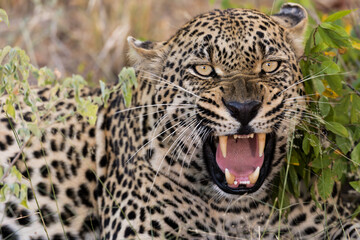 Fototapeta premium Angry Female Leopard