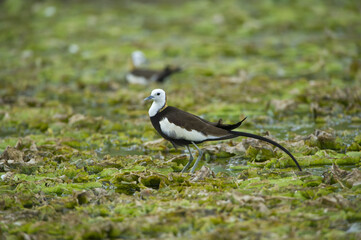 Pheasant-tailed Jacana, beautiful bird