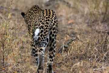 Leopard Walking Away