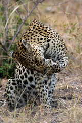 Leopard Cleaning Paw