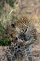 Fototapeta na wymiar Leopard Licking Paw