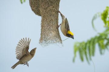 Birds are building nests. Baya weaver - Powered by Adobe