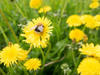 bumblebee collects pollen