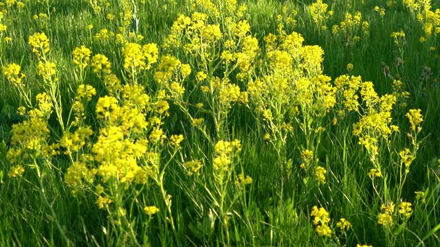 Swaying in the wind yellow flowers of bittercress in the summer garden