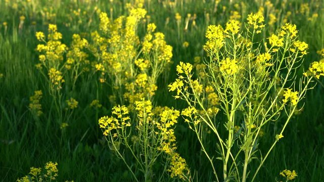 Swaying in the wind yellow flowers of bittercress in the summer garden