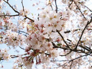 Japan Sakura in Spring