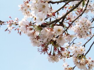 Japan Sakura in Spring
