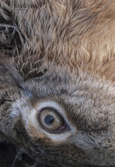 Dead rabbit eye at the end of the game