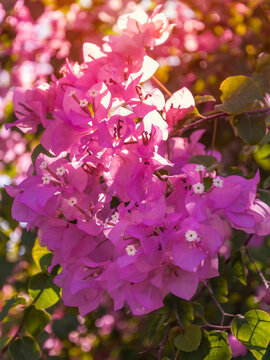 Golden light from above on pink bougainvillea flowers and leaves on a dappled light bokeh background.