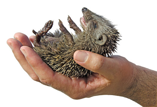 Pet Desert Hedgehog (Paraechinus Aethiopicus)