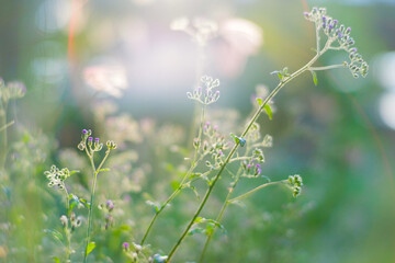 Tiny megenta grass flower,  Cyanthillium cinereum also known as little ironweed at sunset