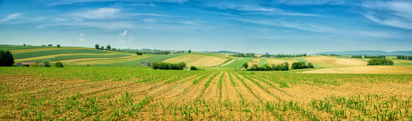 Fototapeta na wymiar Panorama of Alsace rolling landscape with lines of sprouts. France