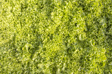 Closeup of green lettuce plants on farm