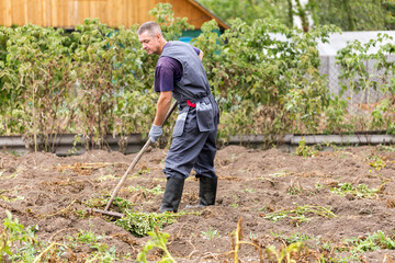 The farmer collects the tops with a rake