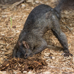Schwarzes Grauhörnchen vergräbt eine Nuss (Sciurus carolinensis)