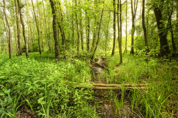 Wildnis in Bayern, Deutschland