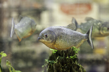 Piranhas in aquarium