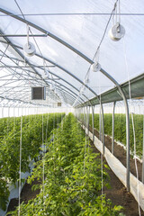 Fototapeta premium Growing tomato on an industrial scale,in the greenhouse. 