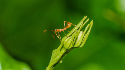 ant on flower