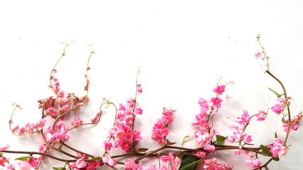 Pink flowers on a white background the flowers like  the heart-shaped lobes hanging in a bunch.