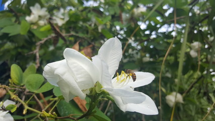Bee are harvested the pollen of flower. The white flower on green leaves background called snowy orchid tree.
