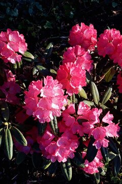 Beautiful, pink rhododendron bush