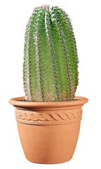 Foto op Plexiglas Cactus in pot cactus geïsoleerd op witte achtergrond