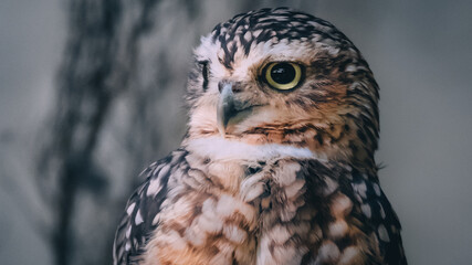 Owl face close up