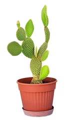 Glasschilderij Cactus in pot Opuntia-cactus die op witte achtergrond wordt geïsoleerd