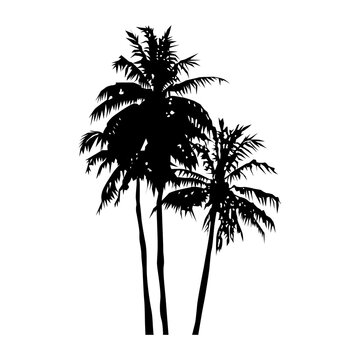 silhouette of realistic three coconut trees, palm trees illustration, vector summer sign