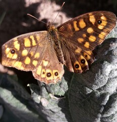 Mariposa