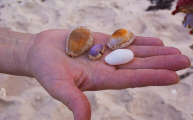 Beautiful seashells on the palm of a person