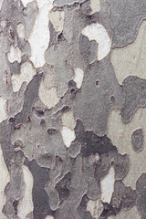 wood or bark texture, filter effect