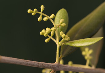 Olive tree buds