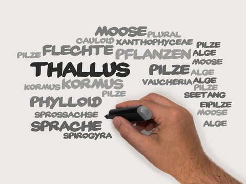 Thallus