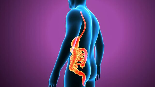 3d illustration of human digestive system 