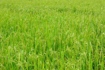 Rice in field