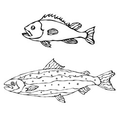 Set of Two Fishes. Freshwater Fish. Vector Illustration Isolated On a White Background
