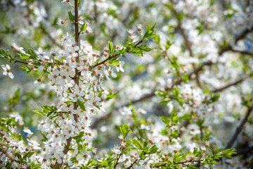Flowers of the cherry blossoms on a spring day