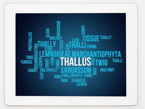 Thallus