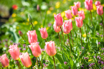 Field with pink tulips in early morning spring sunlight