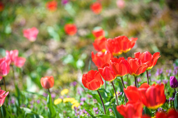 Red beautiful tulips field in spring time with sunlight, floral background