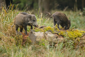 Baby boar foraging