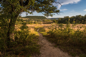 Texas Savanna