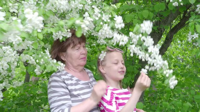 Happy elderly woman and girl in a park among blooming apple trees. 4K