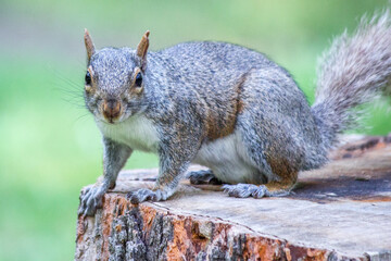 Naklejka na ściany i meble Auf einem Baumstamm stehendes Grauhörnchen (Sciurus carolinensis) grey squirrel 
