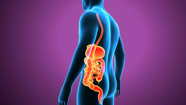 3d illustration of human digestive system 