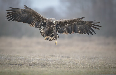 White tailed eagle with wings spread for landing