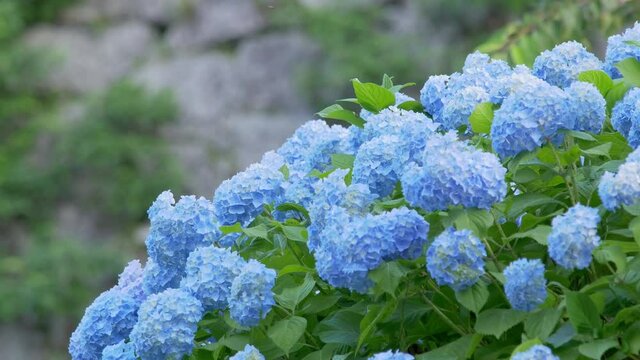 Blue hydrangea swaying in wind
