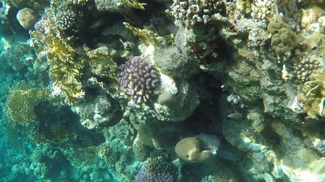 Multicolored corals on reefs. Red sea